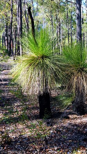 Grass Tree (Blackboy), WA. 